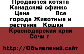 Продаются котята Канадский сфинкс › Цена ­ 15 000 - Все города Животные и растения » Кошки   . Краснодарский край,Сочи г.